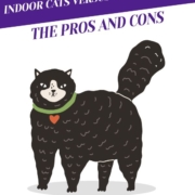 Indoor Cats Versus Outdoor Cats: The Pros and Cons Header