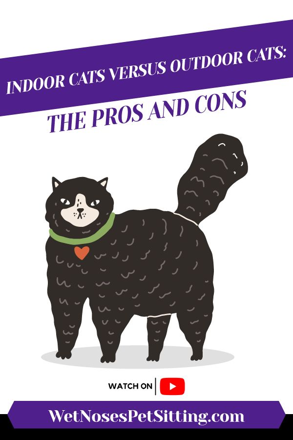 Indoor Cats Versus Outdoor Cats: The Pros and Cons Header