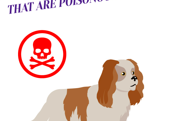 5 Items In Your Kitchen That Are Poisonous To Dogs_Header