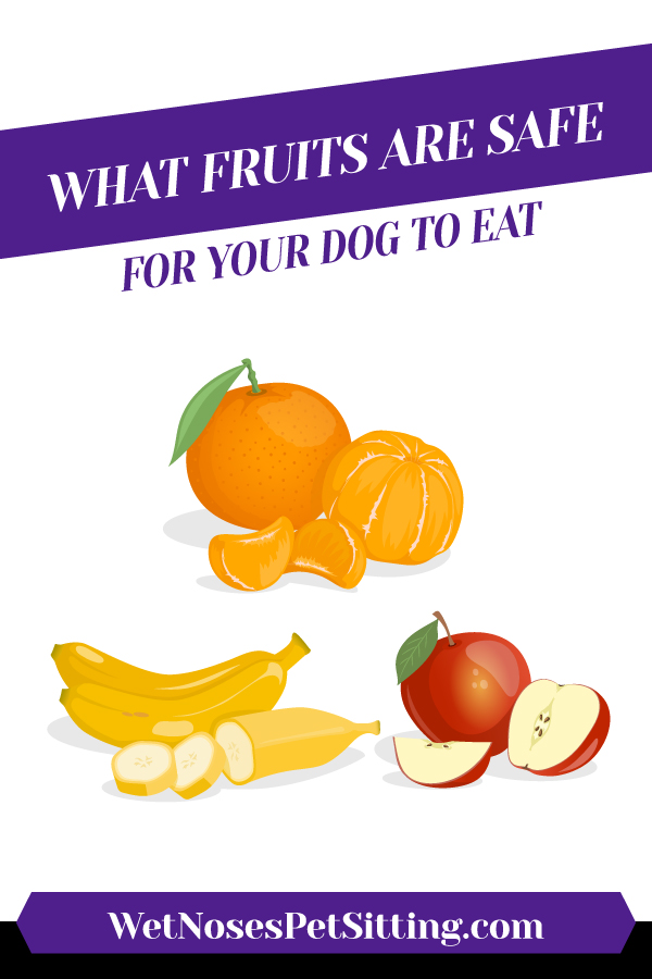 What Fruits Are Safe For Your Dog To Eat_Header