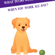 What to do with your Dog When You Work All Day?_Header