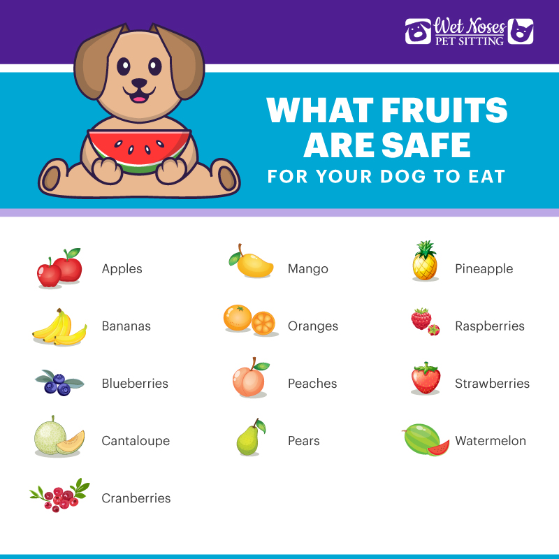 What Fruits are Safe For Your Dog to Eat Infographic