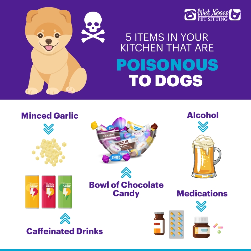 Items in your Kitchen that are Poisonous to Dogs Infographic