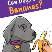 Can Dogs Eat Bananas?_Header