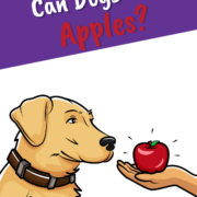 Can Dogs Eat Apples_Header