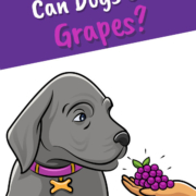Can Dogs Eat Grapes_Header