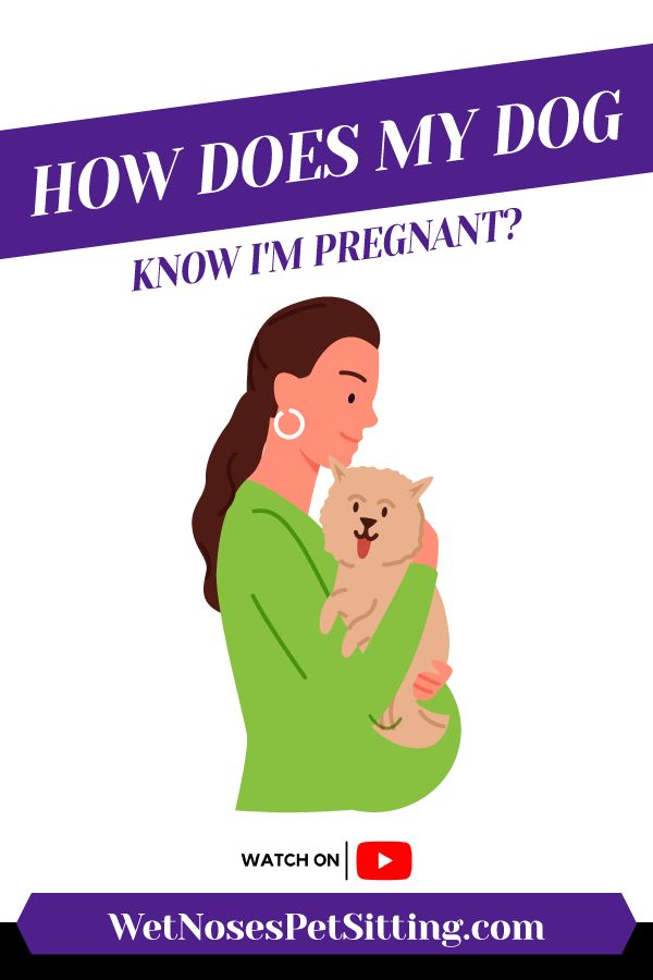 How Does My Dog Know I'm Pregnant?_Header