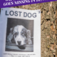 What to do if your Pet Goes Missing in Denver_Header