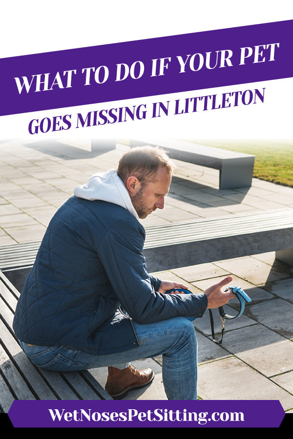 What To Do If Your Pet Goes Missing in Littleton_Header