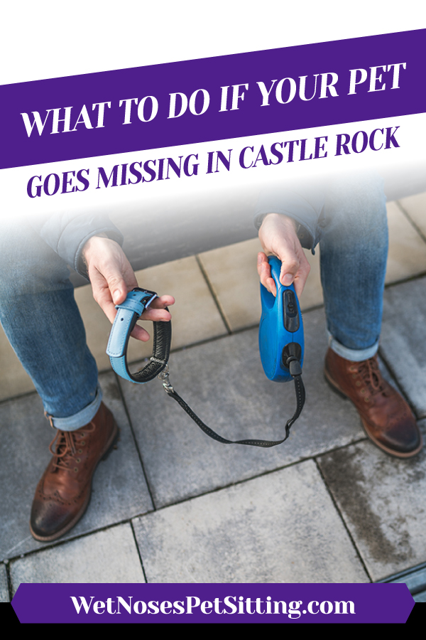 What To Do If Your Pet Goes Missing in Castle Rock