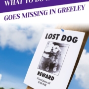 What To Do If Your Pet Goes Missing in Greeley_Header