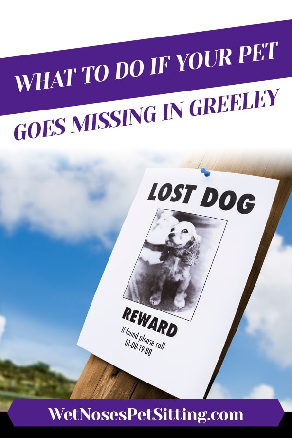 What To Do If Your Pet Goes Missing in Greeley_Header