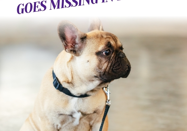 What To Do If Your Pet Goes Missing in Boulder_Header