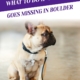 What To Do If Your Pet Goes Missing in Boulder_Header