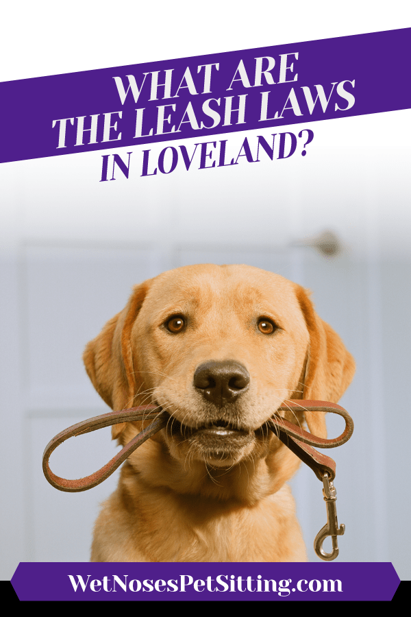 What are the Leash Laws in Loveland?