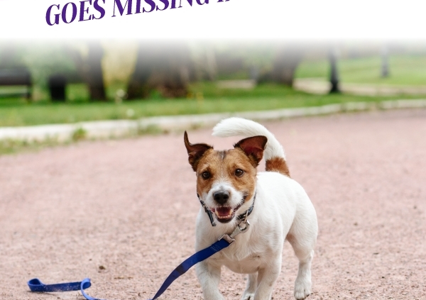 What To Do If Your Pet Goes Missing in Longmont_Header