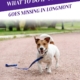 What To Do If Your Pet Goes Missing in Longmont_Header