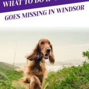 What To Do If Your Pet Goes Missing in Windsor_Header