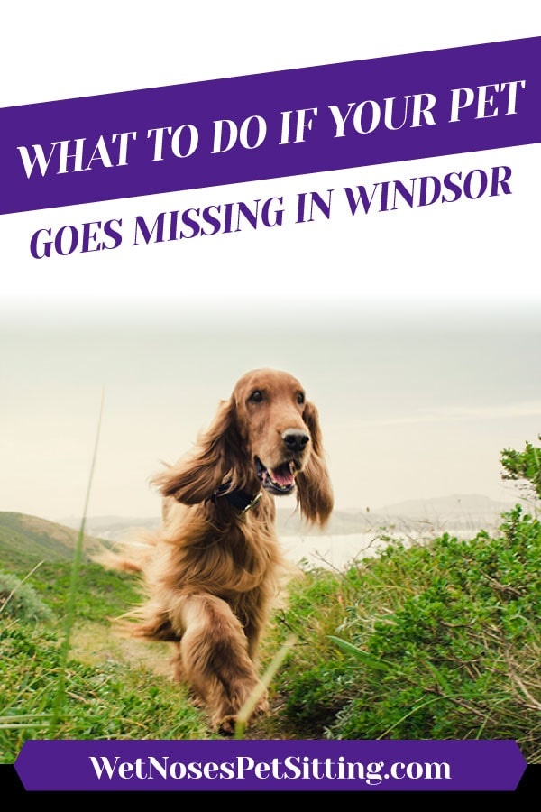 What To Do If Your Pet Goes Missing in Windsor_Header