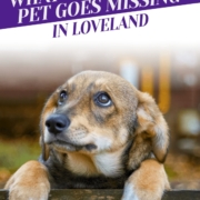 What To Do If Your Pet Goes Missing in Loveland