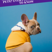 microchip-pets-everything-to-know