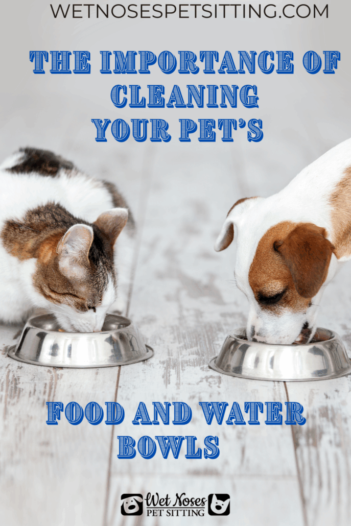 Cat and dog eating from clean stainless steel bowls after cleaning pet food and water bowls
