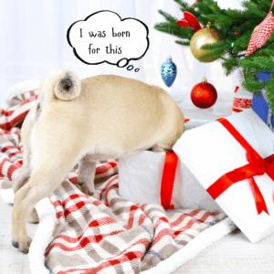 A pug forages inside a wrapped holiday gift box beneath a Christmas tree, with a thought bubble that says “I was born for this,” illustrating a simple holiday enrichment activity.